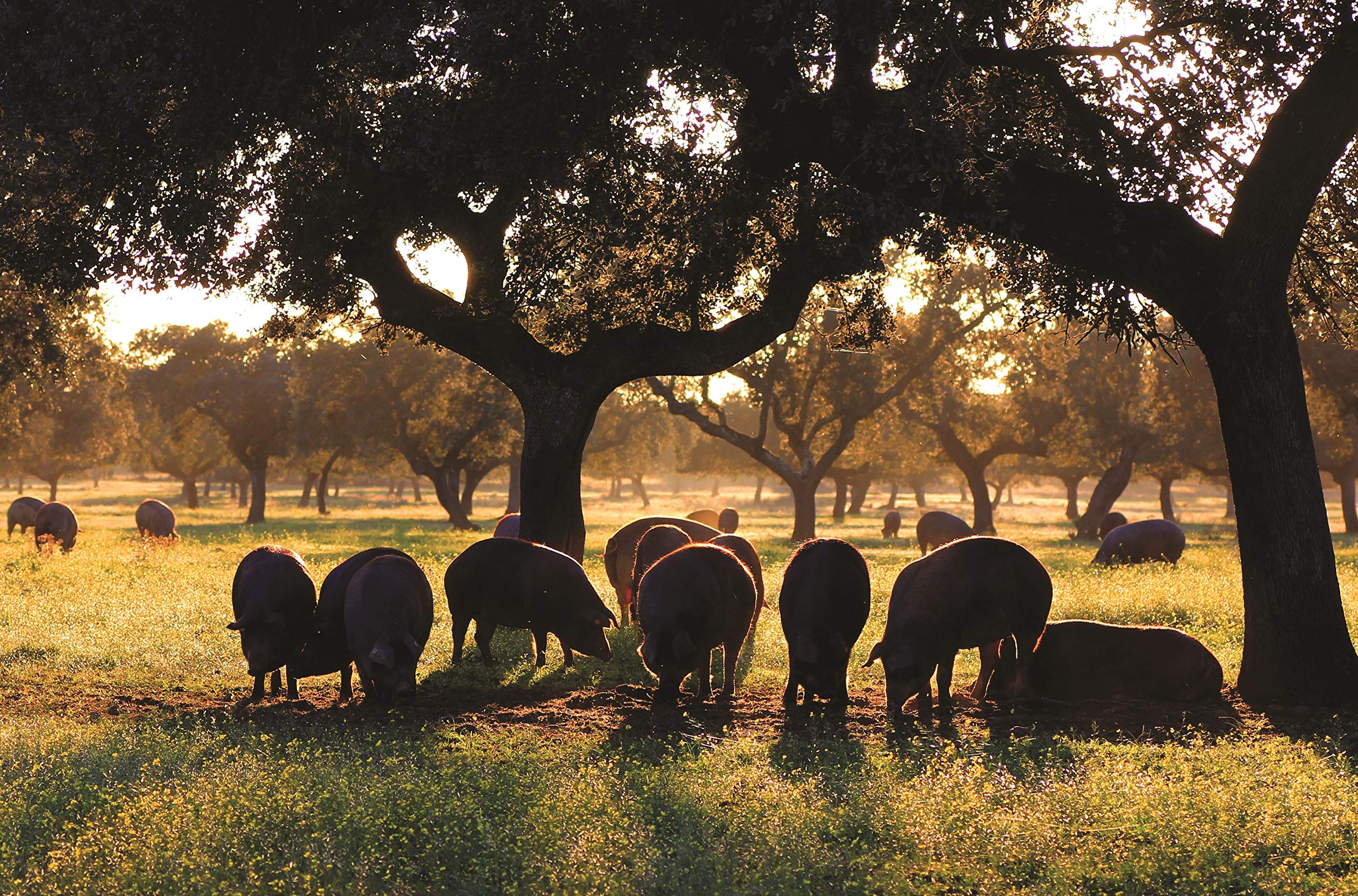 8 Kg Jamón Iberico de Cebo Pata Negra, 100% Natural, Curación de 28-32 meses - Jamón Ibérico de EXTREMADURA | INSIGNIA IBERICA - Imagen 6