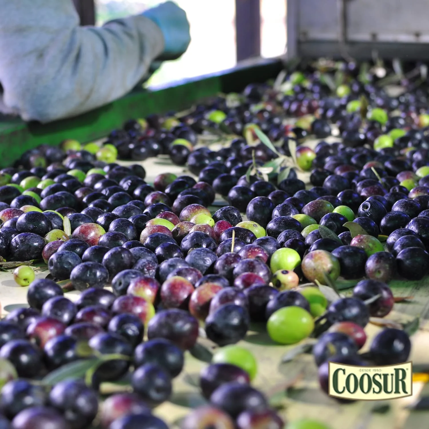 COOSUR Aceite de Oliva Virgen Extra Selección Cooperativa, 5L - Imagen 4